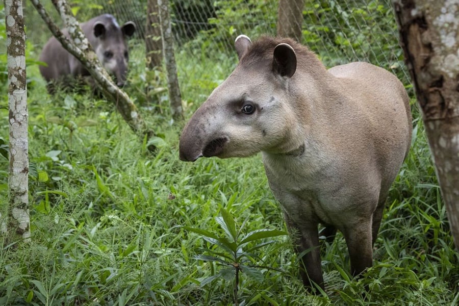 Projeto Guapiaçu solta na Mata Atlântica novo casal de antas - News Rondônia