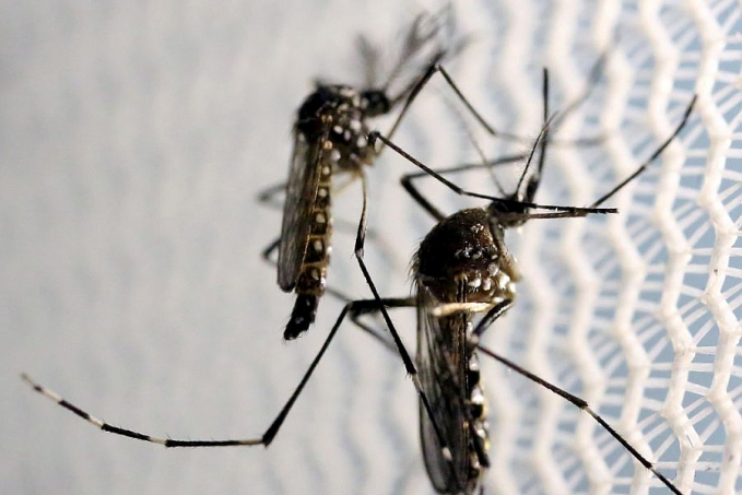 Cepa da dengue mais disseminada no mundo é encontrada no Brasil - News Rondônia