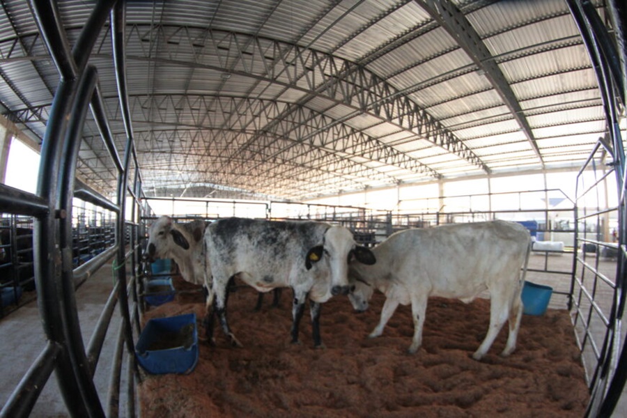 Primeiro dia da Rondônia Rural Show é marcada por lançamentos e visitação do público - News Rondônia
