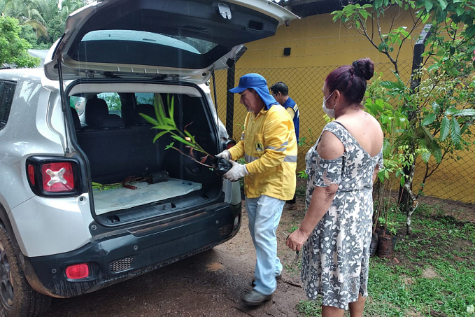 Em ação estratégica, 1.500 plantas são entregues pelo Viveiro Municipal - News Rondônia