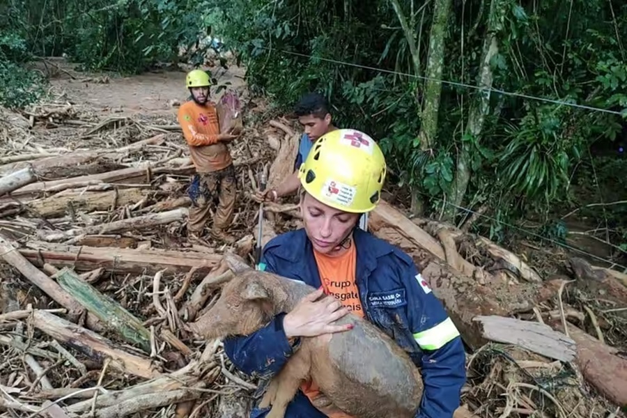 Mais de 100 animais já foram resgatados no Litoral Norte de SP: muita fome - News Rondônia