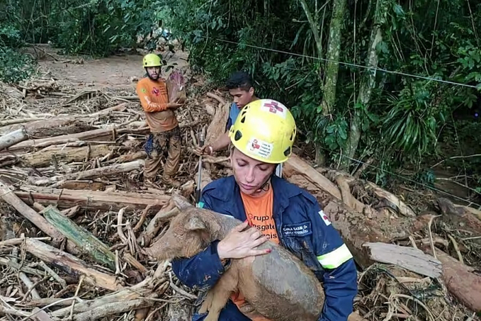 Mais de 100 animais já foram resgatados no Litoral Norte de SP: muita fome - News Rondônia
