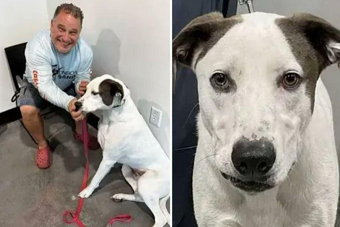 Cão surdo é abandonado e ganha novo tutor que é deficiente auditivo - News Rondônia