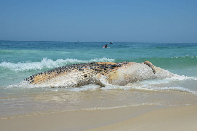 Projeto da Petrobras encontra mais de 30 mil animais mortos em praias - News Rondônia