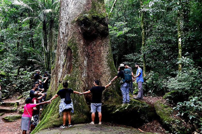 Pesquisa revela que desmatamento ameaça Mata Atlântica - News Rondônia