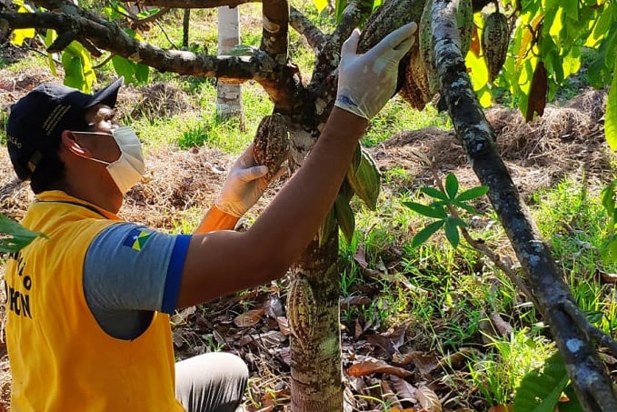 Idaron realiza vigilância preventiva contra a monilíase do cacaueiro em mais de mil propriedades rurais de Rondônia - News Rondônia