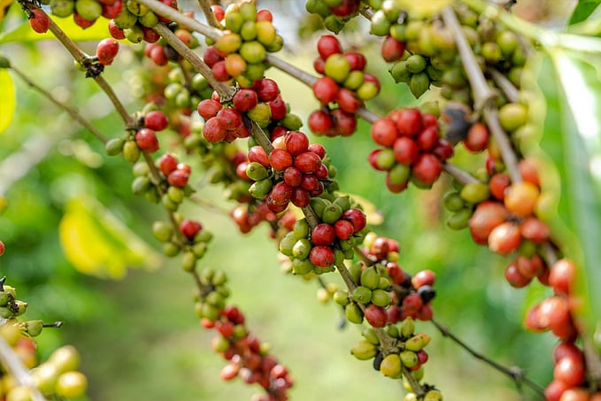 Prefeitura de Porto Velho é parceira da Embrapa em Dia de Campo do Café - News Rondônia