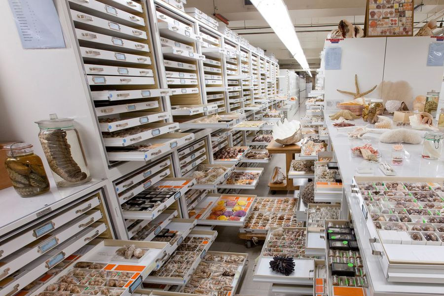 Museu Nacional integra estudo sobre 73 unidades de história natural - News Rondônia