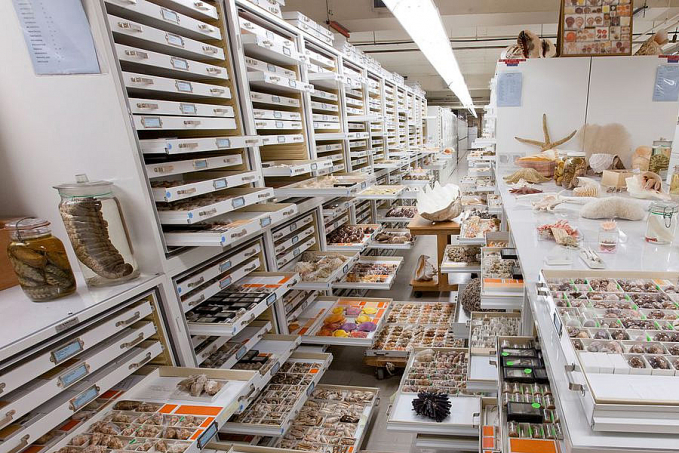 Museu Nacional integra estudo sobre 73 unidades de história natural - News Rondônia