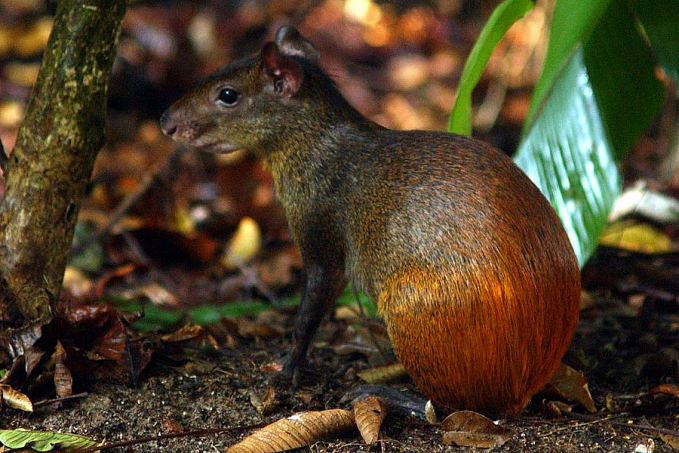 Projeto catalogará toda a diversidade da vida no território brasileiro - News Rondônia