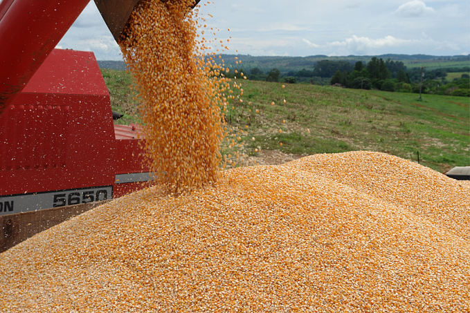 Conab realiza leilão para adquirir milho em grãos e abastecer estoques públicos - News Rondônia