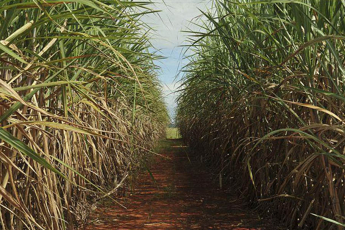 Safra de cana-de-açúcar deve ser de 598 milhões de toneladas - News Rondônia