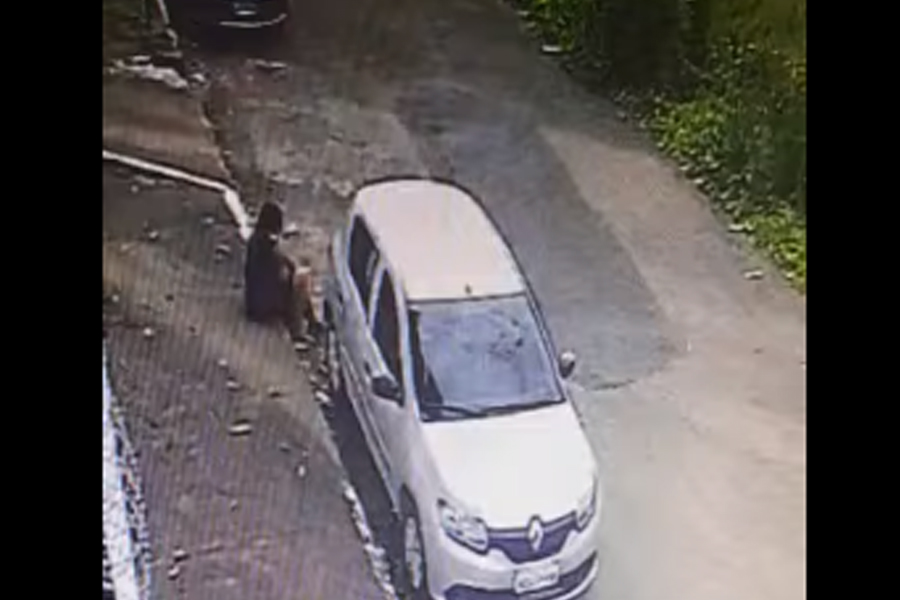 VEJA VÍDEO: Travesti é filmada quebrando janela e carro e fazendo furto em Porto Velho - News Rondônia