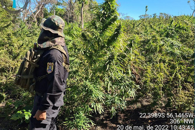 Operação de erradicação de plantações de maconha no Paraguai encerra mais uma fase - News Rondônia
