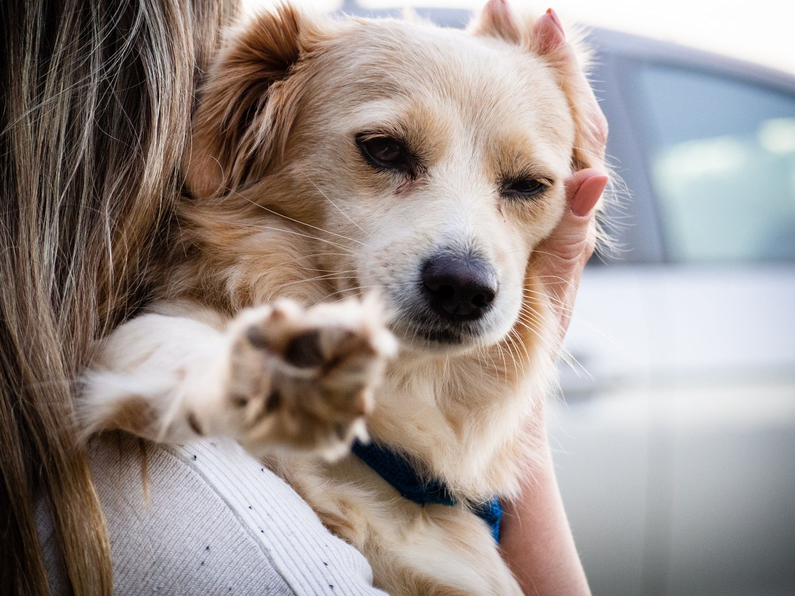 Saiba como viajar com seu pet em segurança e dentro da lei - News Rondônia