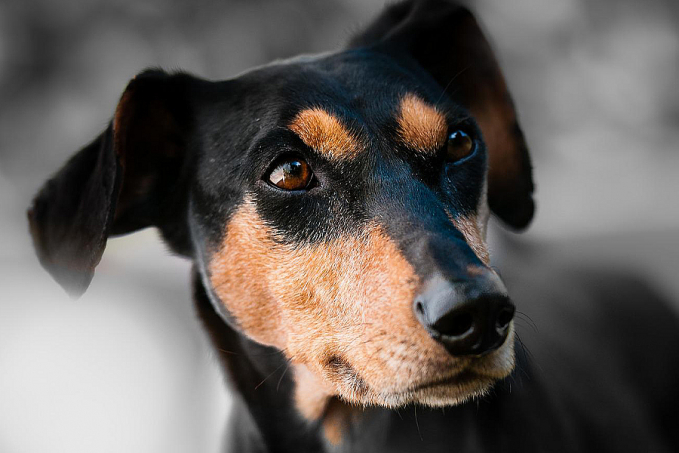 Cães: um amor de doze mil anos - News Rondônia