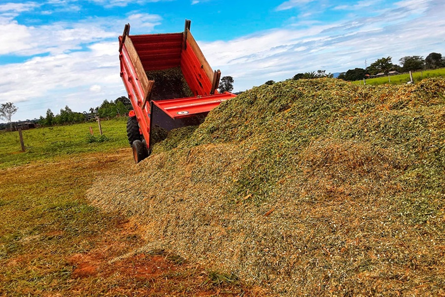 Produtores de leite da BR-429 adotam a silagem de capiaçu para arraçoamento do rebanho - News Rondônia