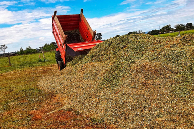Produtores de leite da BR-429 adotam a silagem de capiaçu para arraçoamento do rebanho - News Rondônia