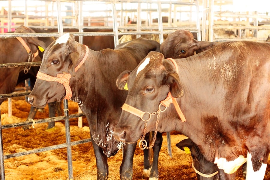 Abertura da 4ª RondoLEITE acontece nesta segunda-feira, na 10ª edição da Rondônia Rural Show - News Rondônia