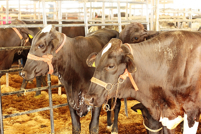 Abertura da 4ª RondoLEITE acontece nesta segunda-feira, na 10ª edição da Rondônia Rural Show - News Rondônia