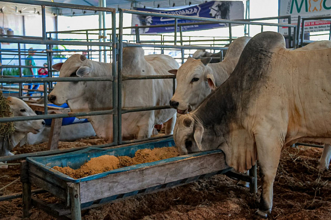 Redução do ICMS bovino impulsiona a pecuária em Rondônia - News Rondônia
