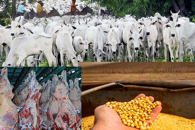 Agronegócio se fortalece em Rondônia e se não for prejudicado por políticas nefastas, crescerá ainda mais - News Rondônia