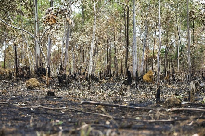 Inpe: desmatamento aumenta no Cerrado e cai na Amazônia - News Rondônia
