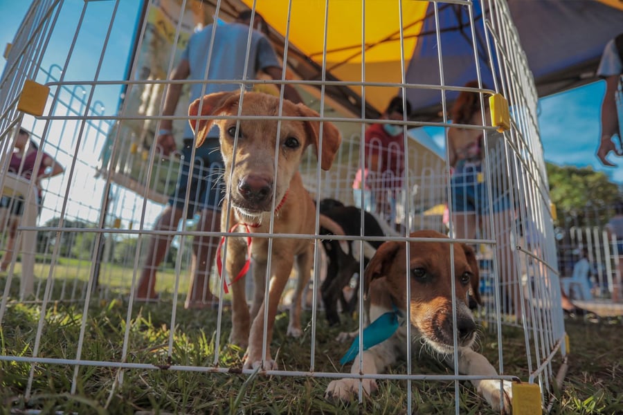 Feira de adoção de cães e gatos acontece no próximo sábado (25) - News Rondônia