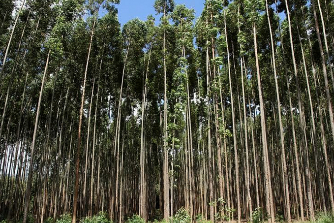 Governo de Rondônia adere ao Plano ABC+, agricultura de baixa emissão de carbono - News Rondônia