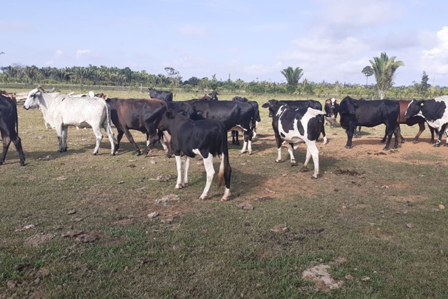 Porto Velho possui o maior rebanho bovino de Rondônia e o 4º entre os municípios do país - News Rondônia