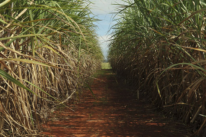 Ministério rateia nova cota para venda de açúcar aos EUA - News Rondônia