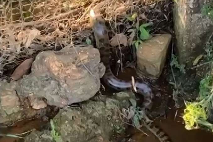 VÍDEO - Morador registra sucuri de dois metros entrando em chácara em Porto Velho - News Rondônia