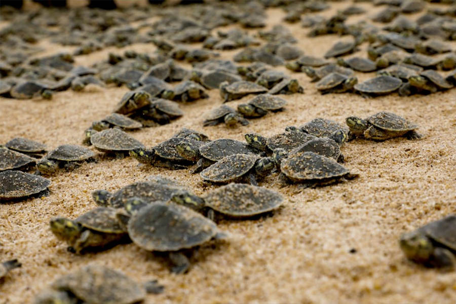 Sedam realizou ações de conscientização para a preservação da natureza aos rondonienses - News Rondônia