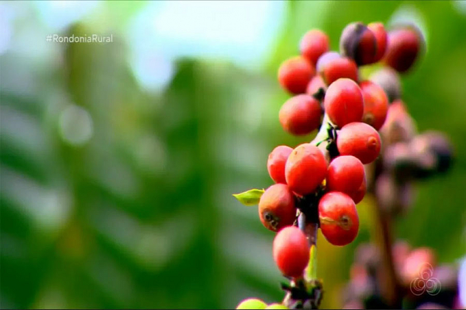 Conab aponta para safra de café em 53,4 milhões de sacas, impactada por clima adverso - News Rondônia