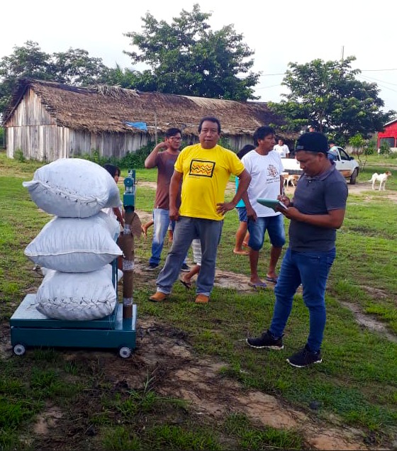 Com a ajuda de parceiros, indígenas da etnia Zoro coletam 120 toneladas de castanha-do-Brasil nesta safra - News Rondônia