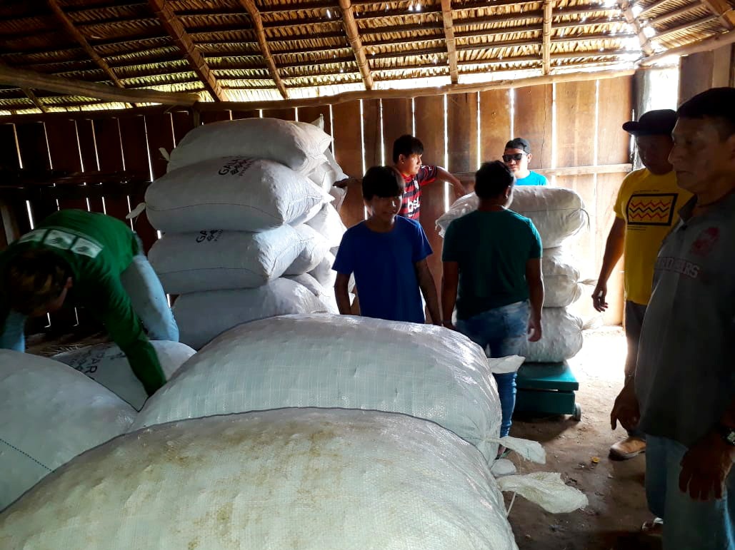 Com a ajuda de parceiros, indígenas da etnia Zoro coletam 120 toneladas de castanha-do-Brasil nesta safra - News Rondônia