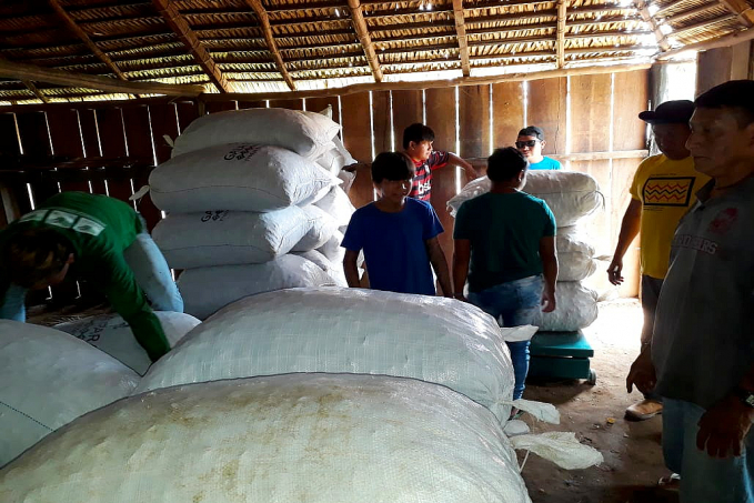 Com a ajuda de parceiros, indígenas da etnia Zoro coletam 120 toneladas de castanha-do-Brasil nesta safra - News Rondônia