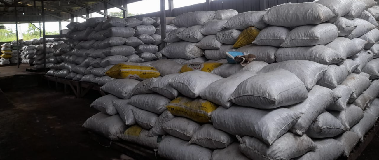 Com a ajuda de parceiros, indígenas da etnia Zoro coletam 120 toneladas de castanha-do-Brasil nesta safra - News Rondônia