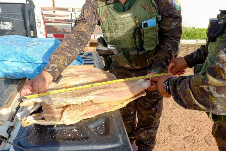 Cerca de 1500 kg de pescado apreendido em ocorrência ambiental é doado à instituições beneficentes em Nova Mamoré/RO - News Rondônia
