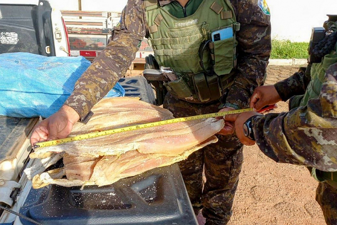 Cerca de 1500 kg de pescado apreendido em ocorrência ambiental é doado à instituições beneficentes em Nova Mamoré/RO - News Rondônia