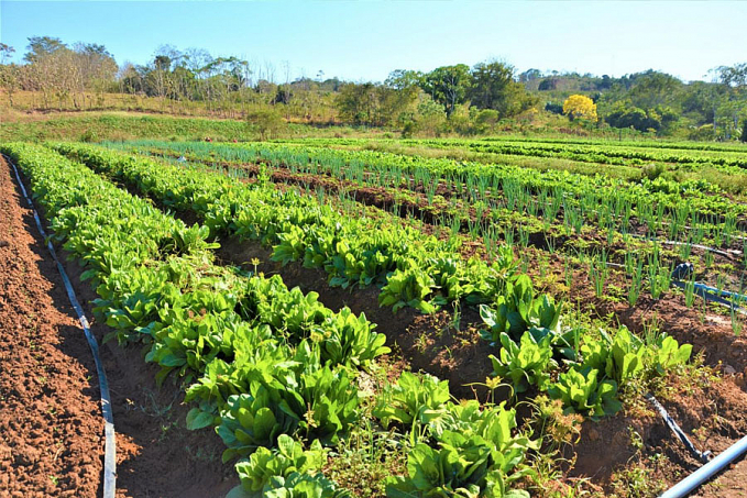 Programa Municipal de Aquisição de Alimentos da Agricultura Familiar é instituído em Ariquemes - News Rondônia