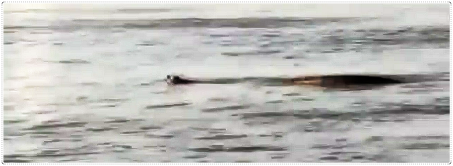 Pescador flagra sucuri gigante cruzando o Rio Jacy-Paraná - News Rondônia
