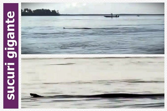 Pescador flagra sucuri gigante cruzando o Rio Jacy-Paraná - News Rondônia