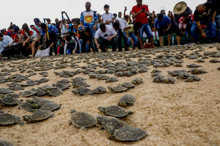 Mais de 12 milhões de filhotes de tartarugas da Amazônia foram soltos no rio Guaporé em Rondônia - News Rondônia