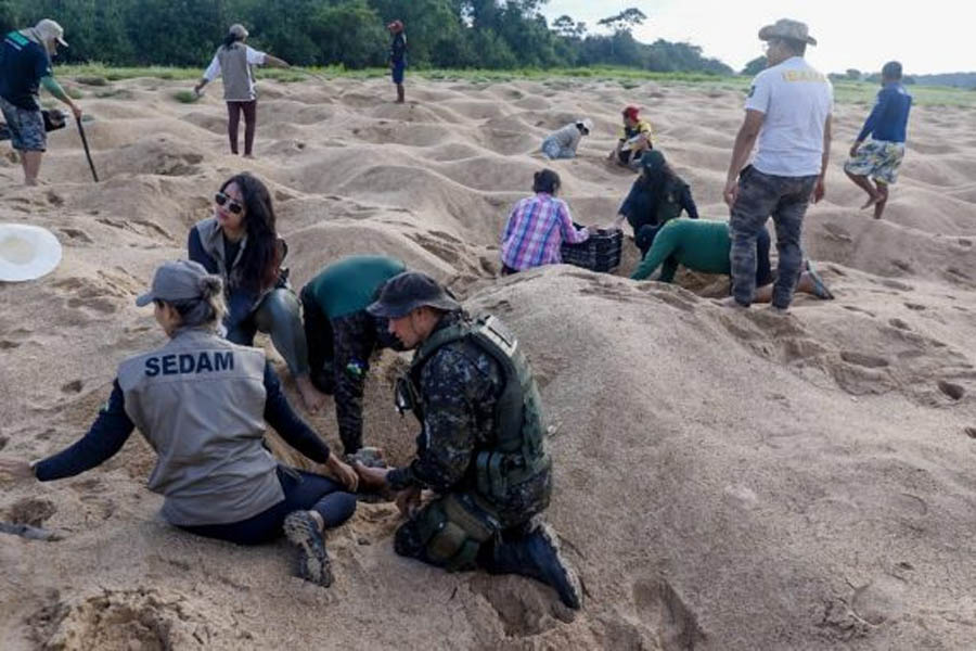 Mais de 12 milhões de filhotes de tartarugas da Amazônia foram soltos no rio Guaporé em Rondônia - News Rondônia