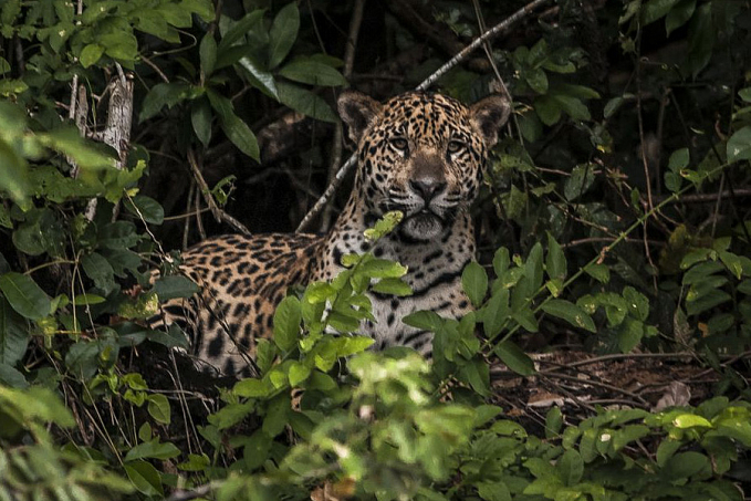 Amazônia: estudo mostra que onças estão em áreas ameaçadas pelo homem - News Rondônia
