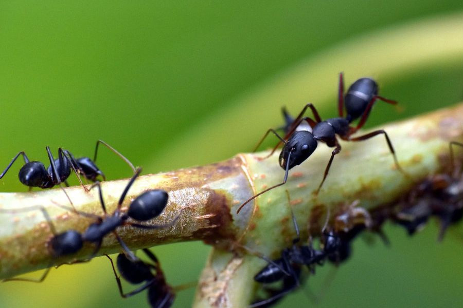 Estudo com formigas revela efeitos do pasto na diversidade amazônica - News Rondônia