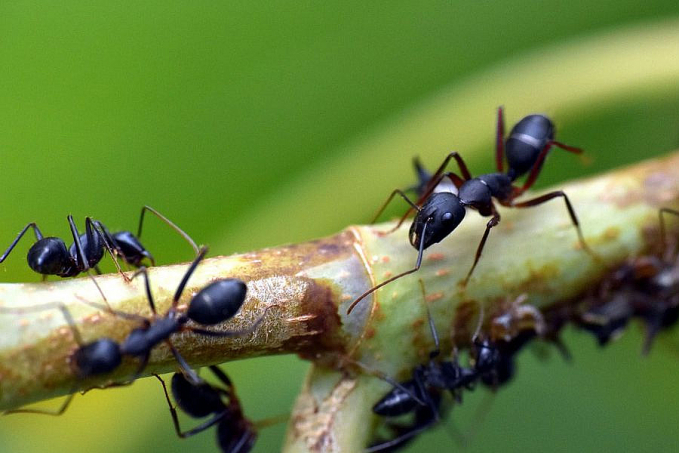 Estudo com formigas revela efeitos do pasto na diversidade amazônica - News Rondônia