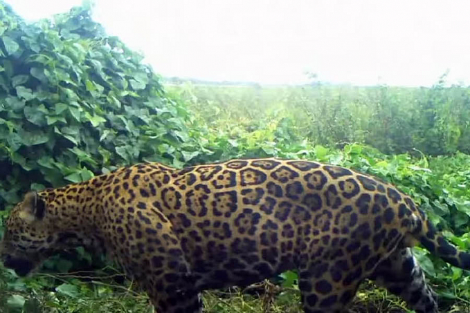 Pantanal renasce após recorde de queimadas; Veja foto da onça pintada! - News Rondônia