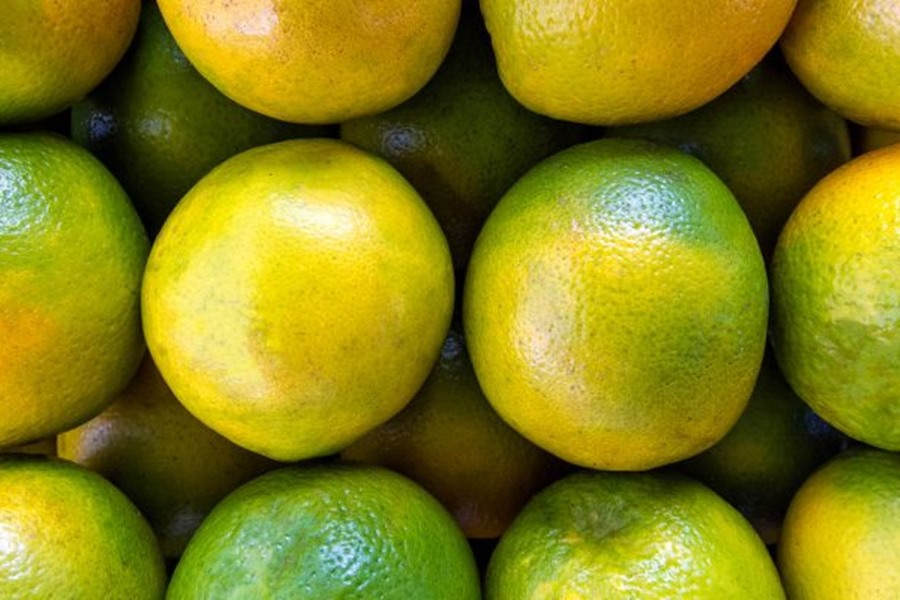 Novos preços mínimos da laranja in natura e do café são publicados no Diário Oficial da União - News Rondônia